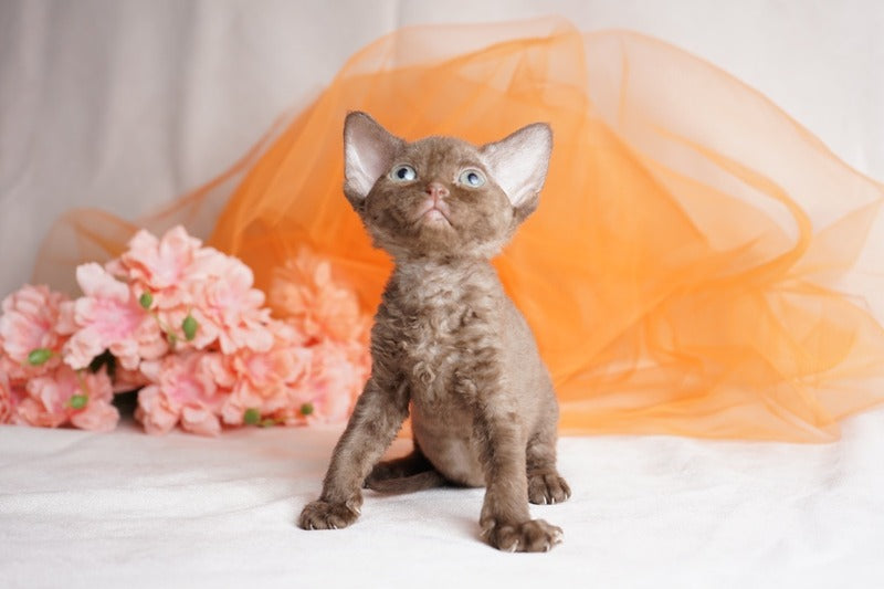 Olivia Devon Rex female, chocolate