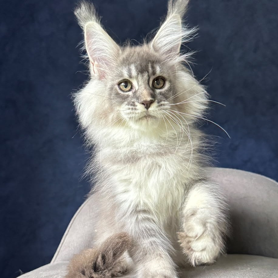 Henrietta Maine Coon female, blue silver ticked tabby