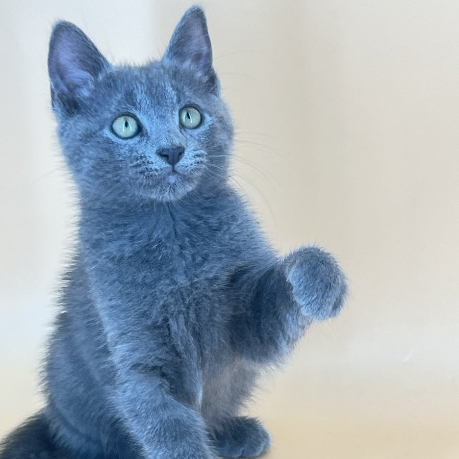 Kris Russian Blue male, blue