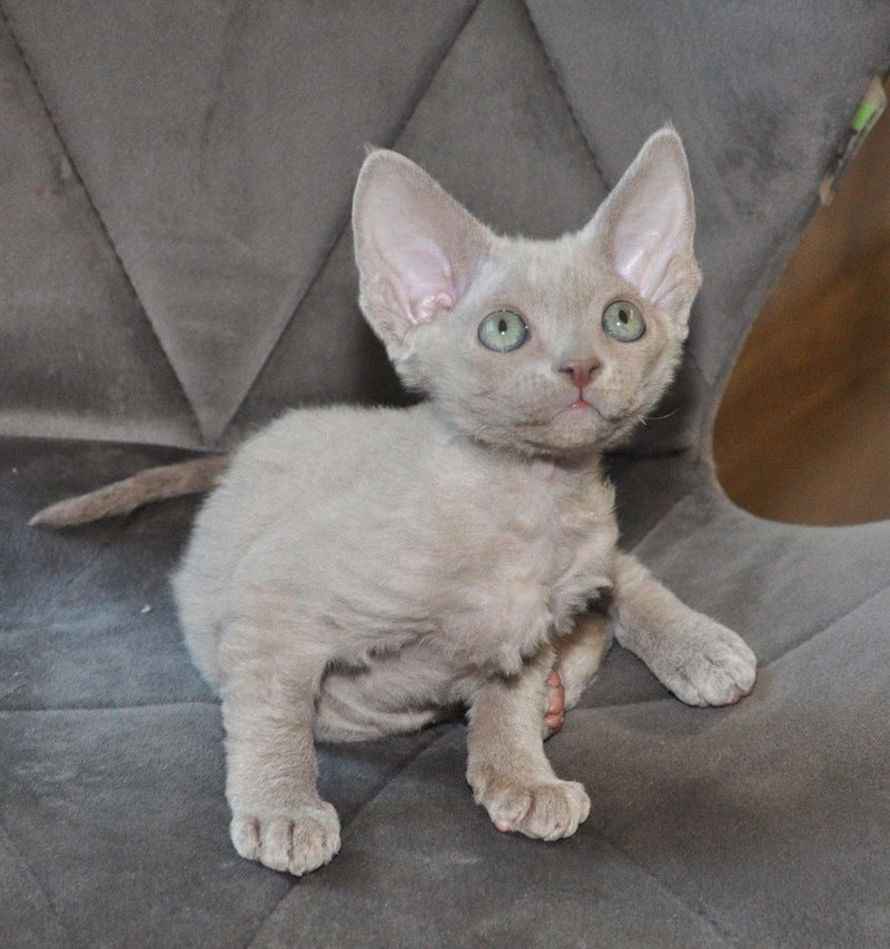 Tabba Devon Rex female lilac - live animals