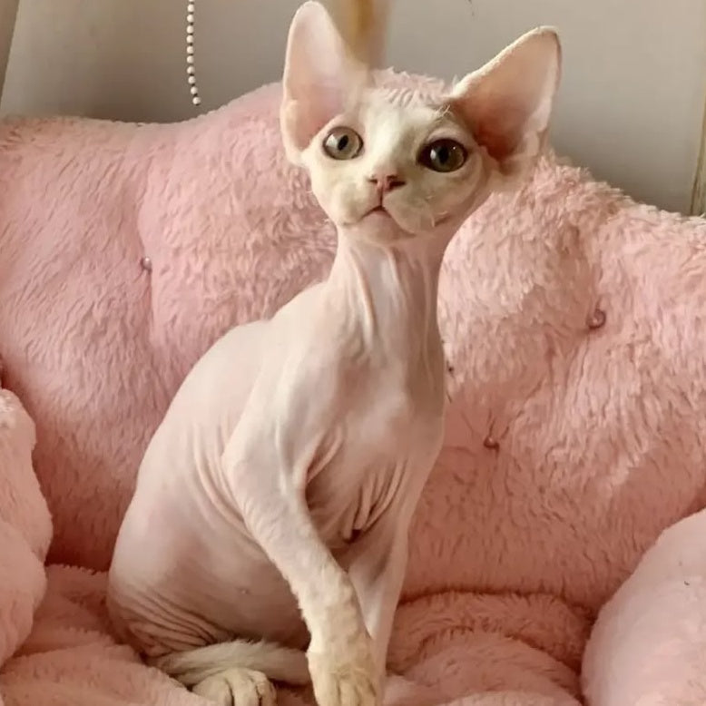 Zosya Devon Rex female, white