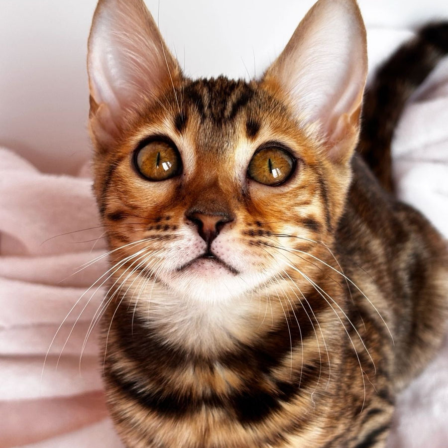 Deizi Bengal female, black spotted tabby