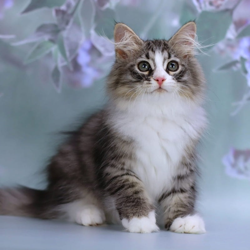 Gelius Siberian male, black with white spotted tabby