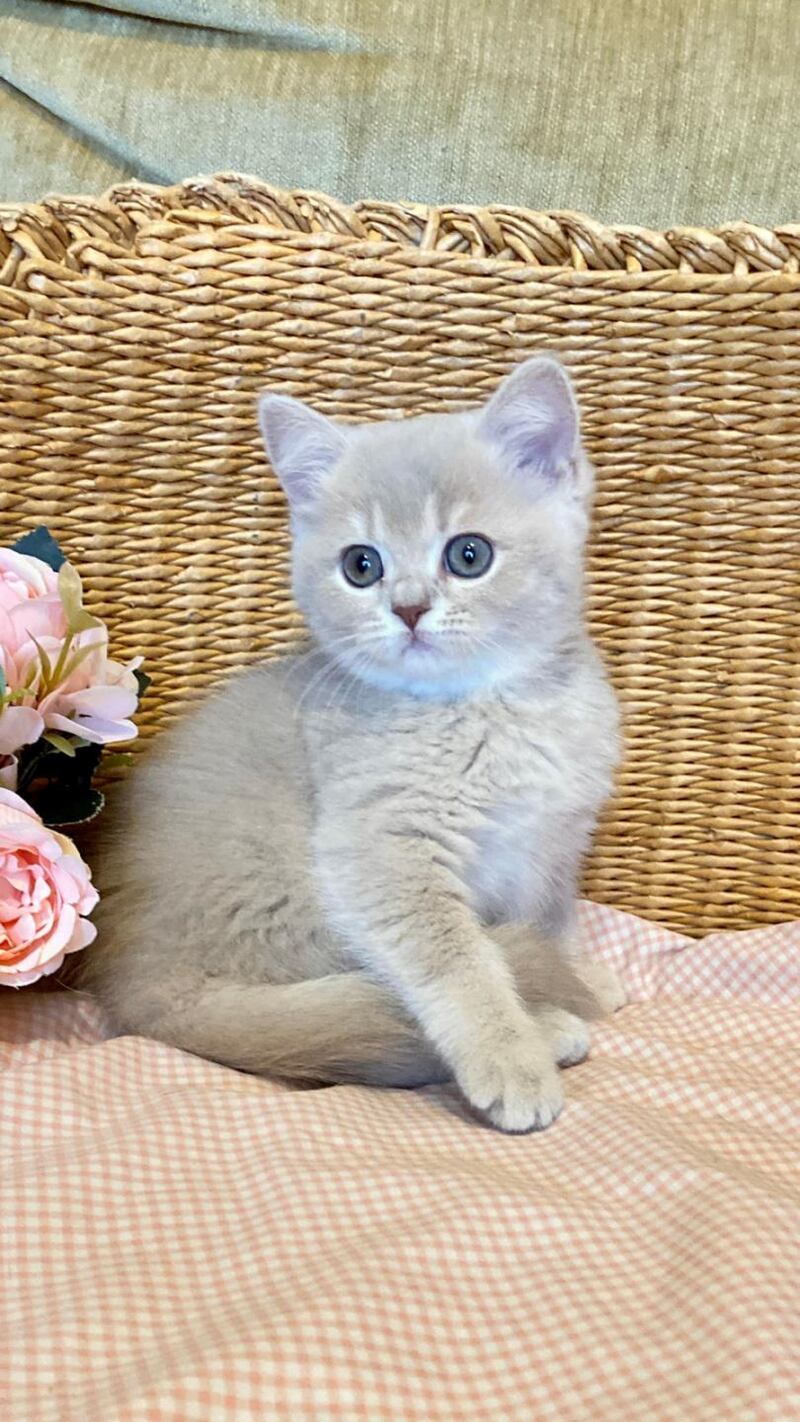 Jessi British Shorthair female, lilac golden shaded