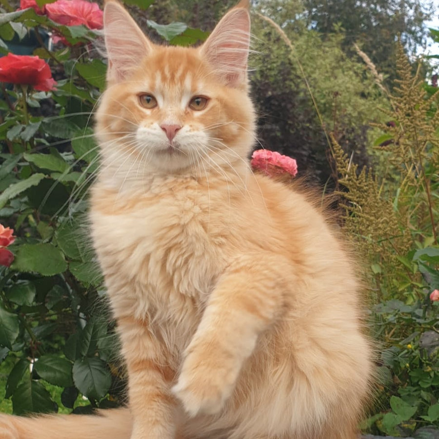 Hugo Maine Coon male, red ticked tabby