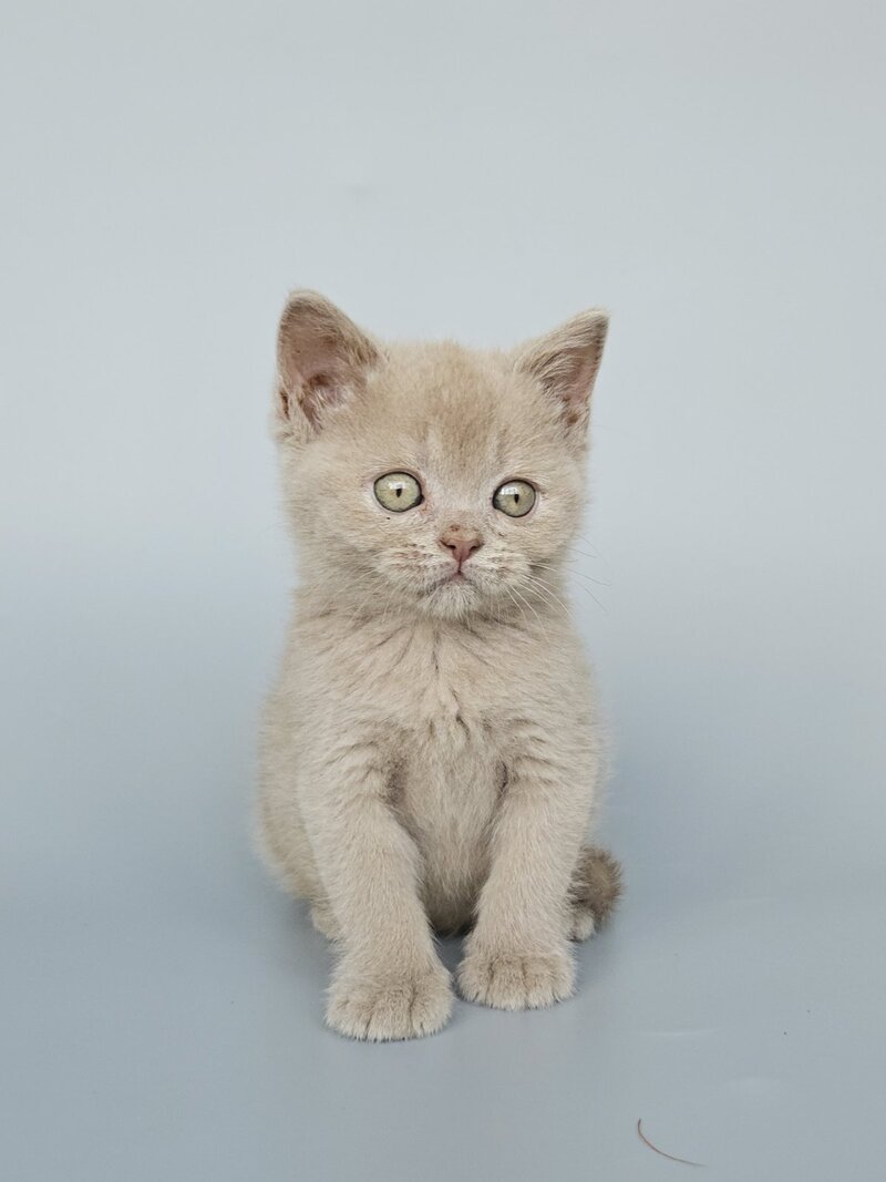 Ami British Shorthair female, fawn