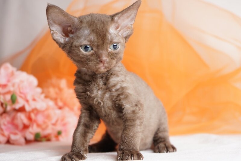 Olivia Devon Rex female, chocolate