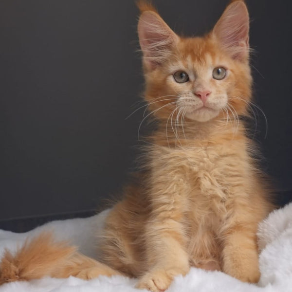 Princ Maine Coon male, red