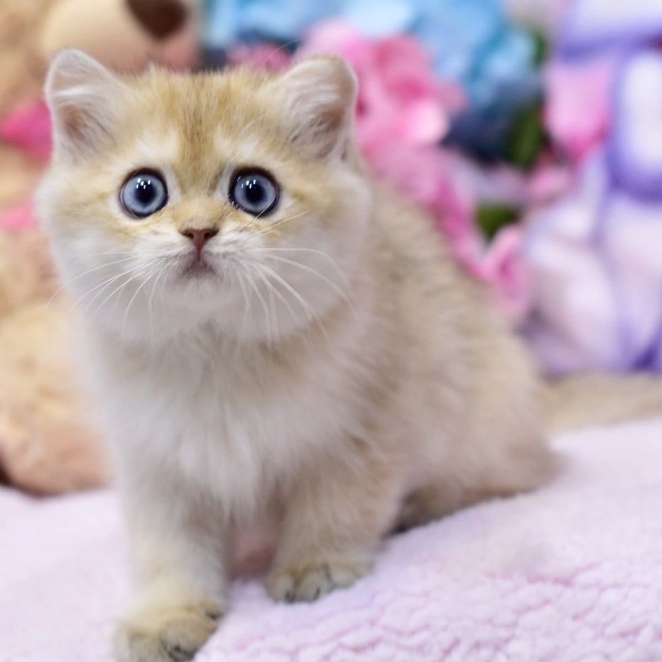 Gaby British Shorthair female, black golden shaded