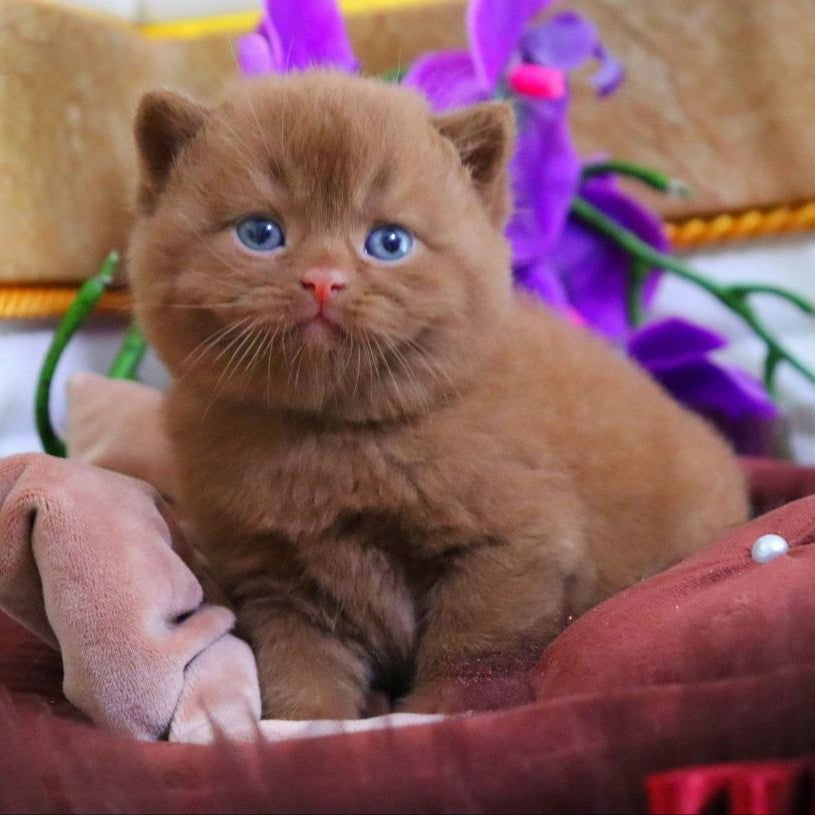 Romeo British Shorthair male, cinnamon