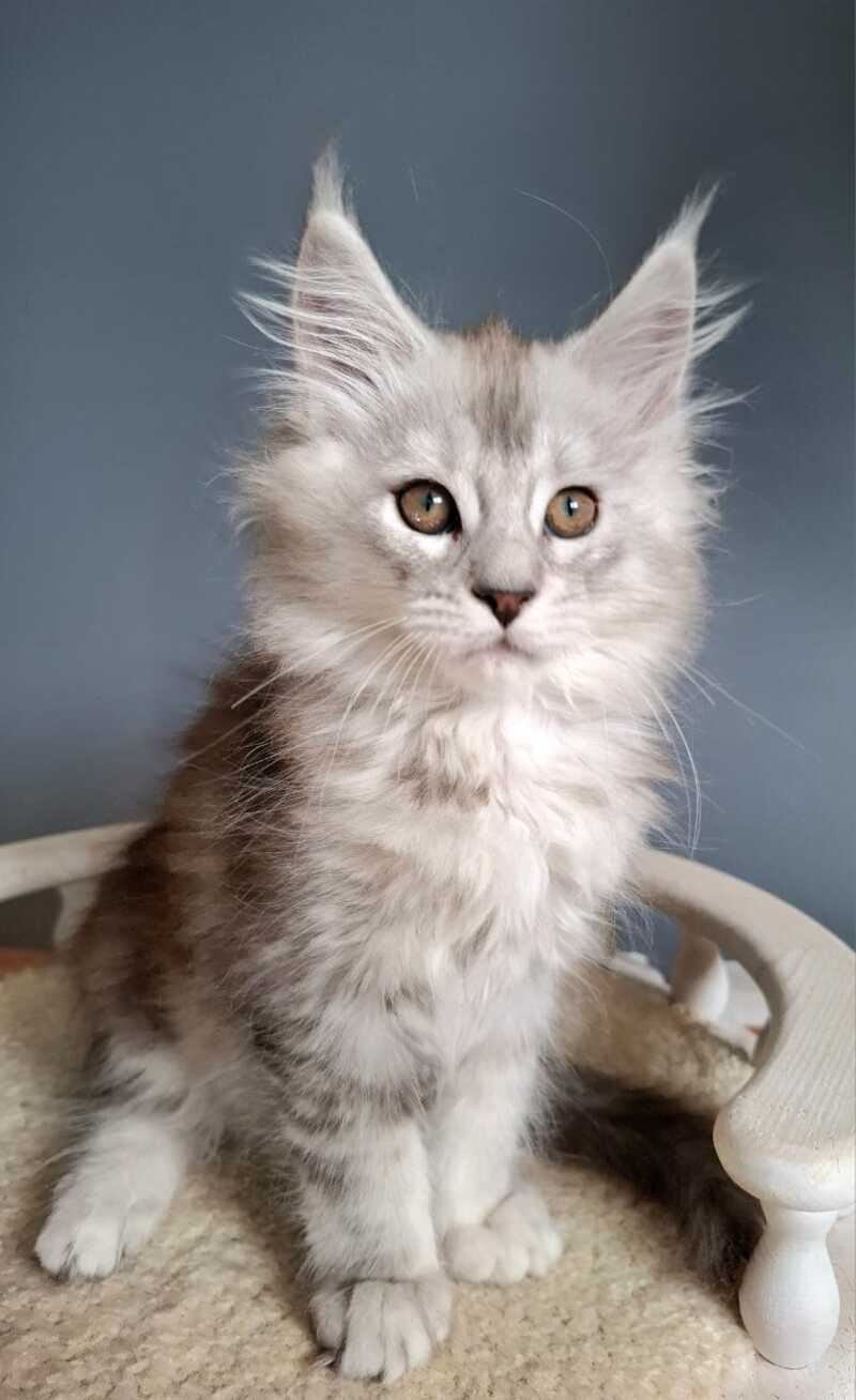 Emma Maine Coon female black silver ticked tabby - live animals