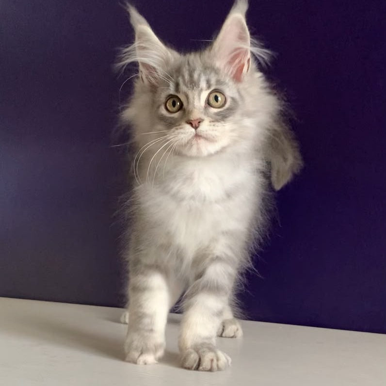 Monaco Maine Coon male, blue tabby