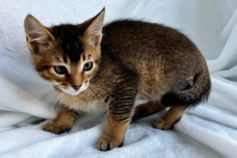 Susie Abyssinian female, ruddy