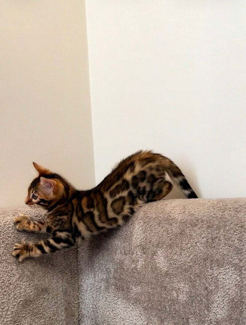 Blake Bengal male black spotted tabby - live animals