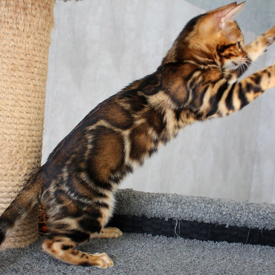 Elsa Bengal female, black spotted tabby