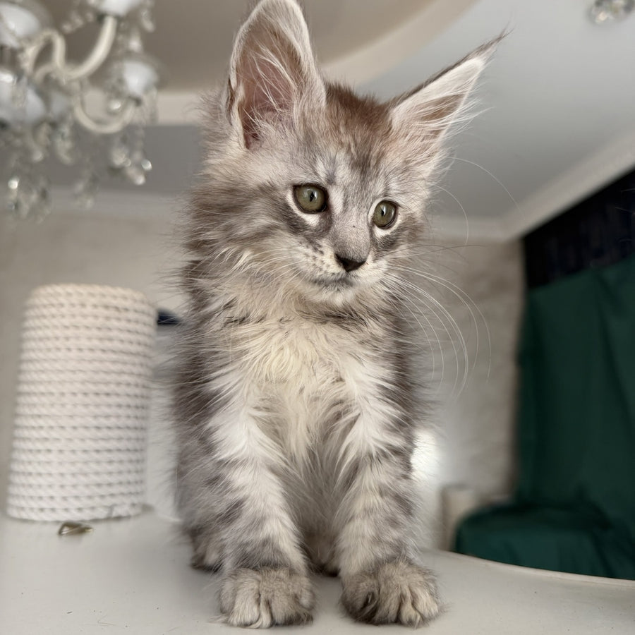 Dofrina Maine Coon female, black silver tabby