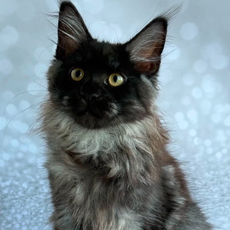 Xaria Maine Coon female, black silver