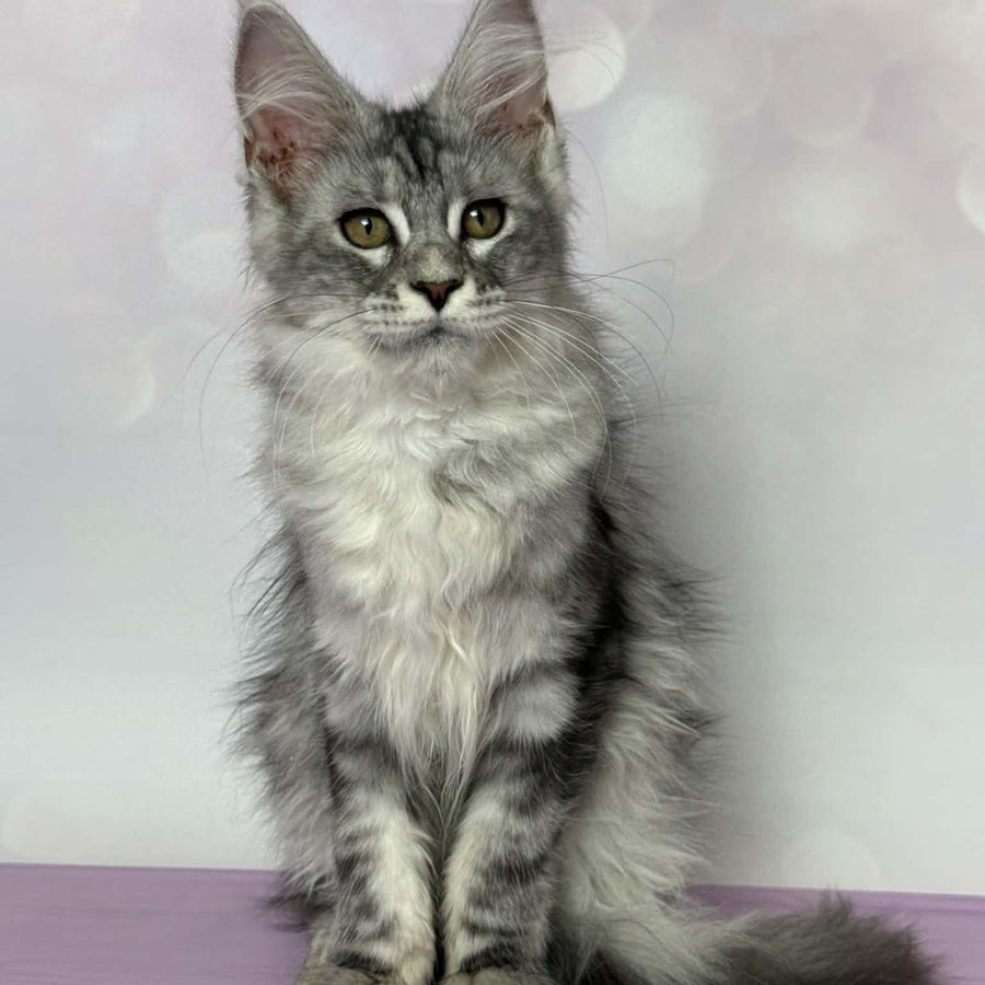 Clover Maine Coon female, black silver tabby