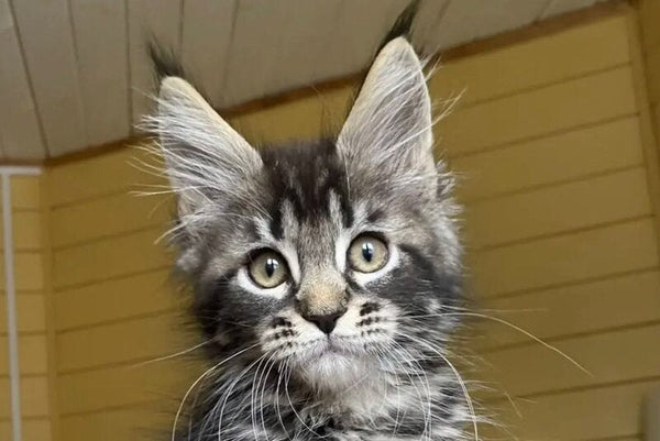Infinity Maine Coon male black tabby - live animals