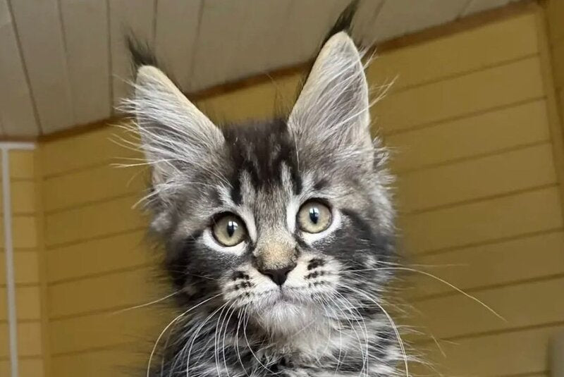 Infinity Maine Coon male black tabby - live animals
