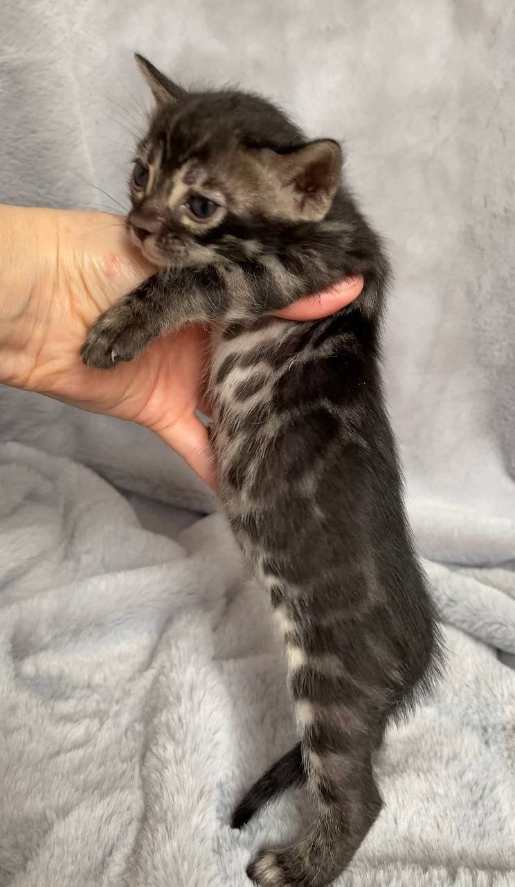 Isolde Bengal female black amber spotted tabby live animals