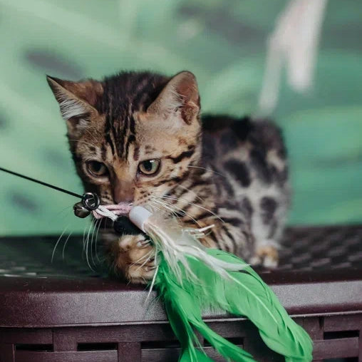 Flora Bengal female, black spotted tabby