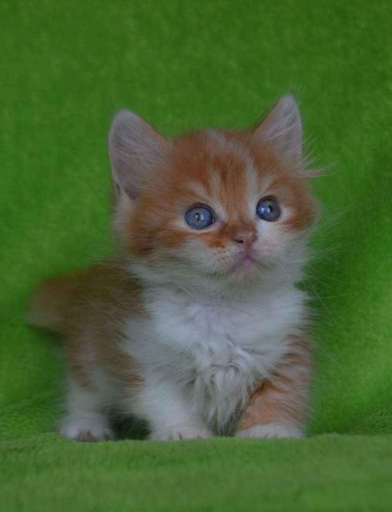 Narciss Munchkin male red bicolour tabby - live animals