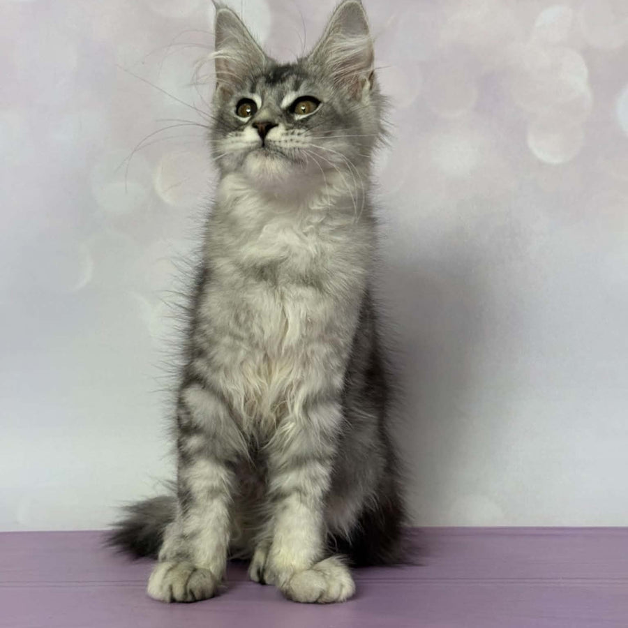 Chloe Maine Coon female, black silver tabby with white