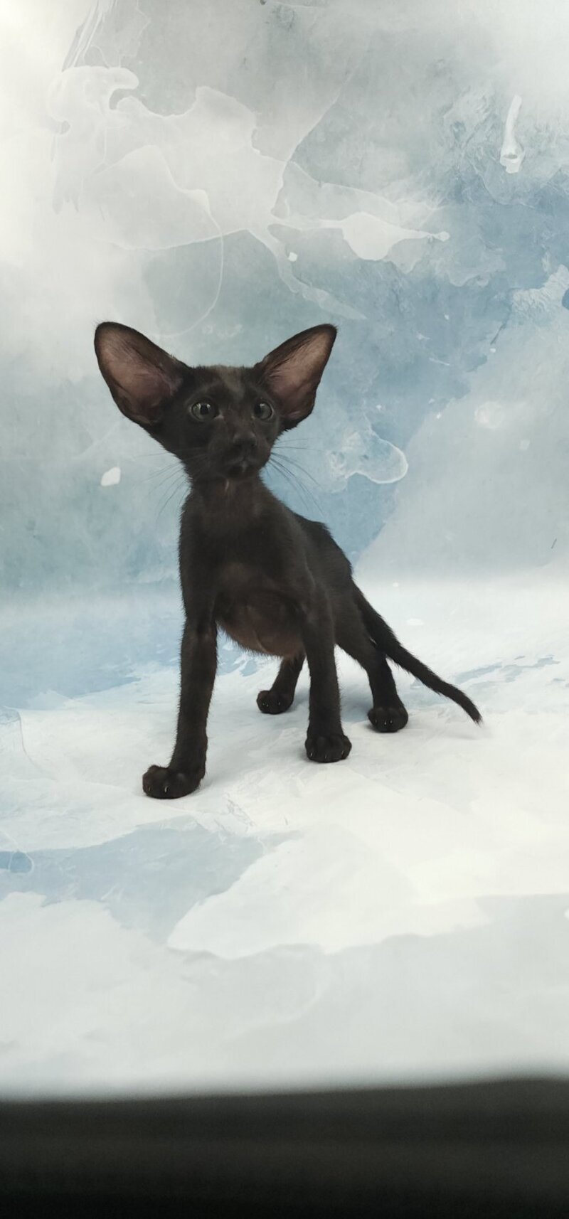 Orville Oriental Shorthair male, black