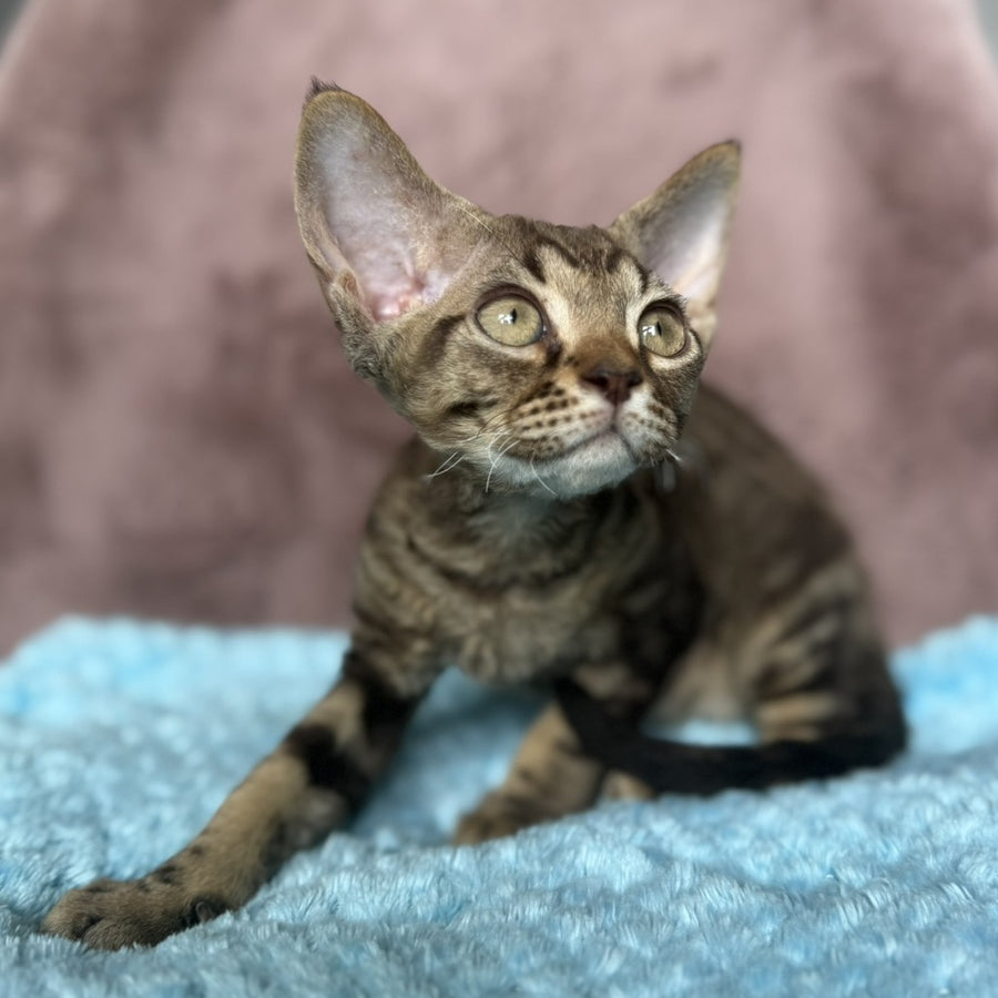 Xiaomi Devon Rex male, chocolate tabby