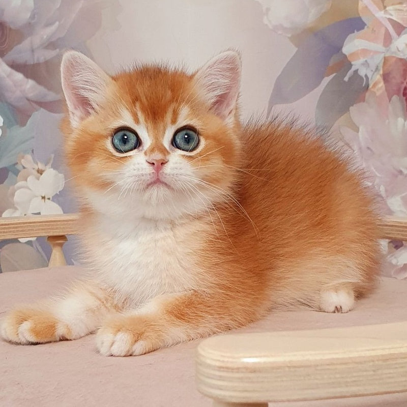 Walter British Shorthair male, black golden chinchilla