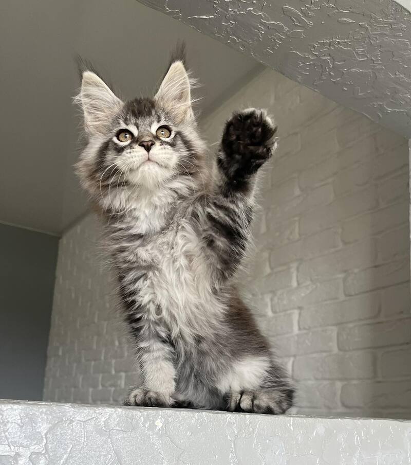 Xan Maine Coon male black silver ticked tabby - live animals