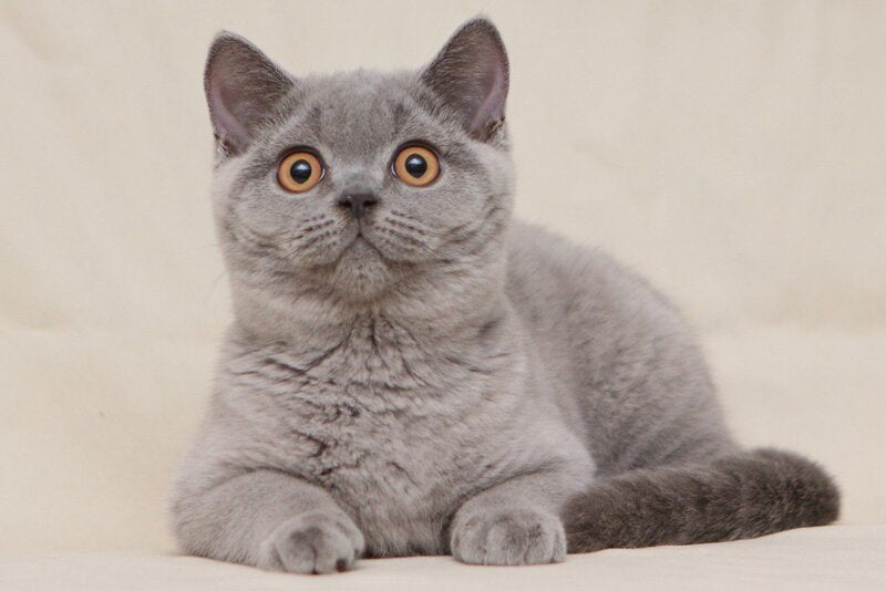 Lapushka British Shorthair female, blue