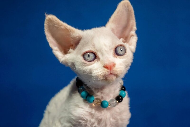 Ice Cream Devon Rex male red pointed - live animals