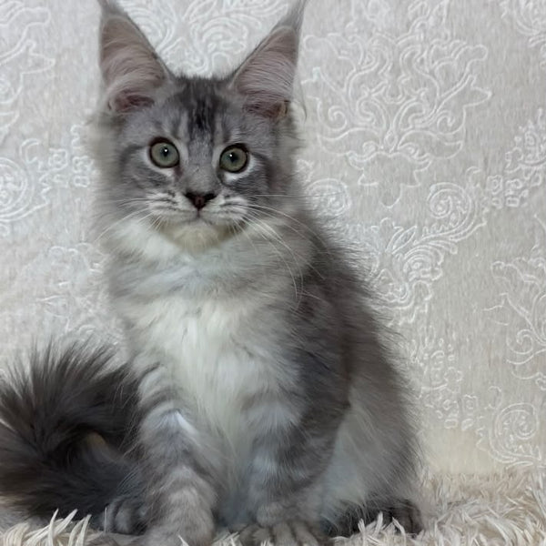 Lu-lo Maine Coon polydactyl 6x6x6x6 male, black silver ticked tabby
