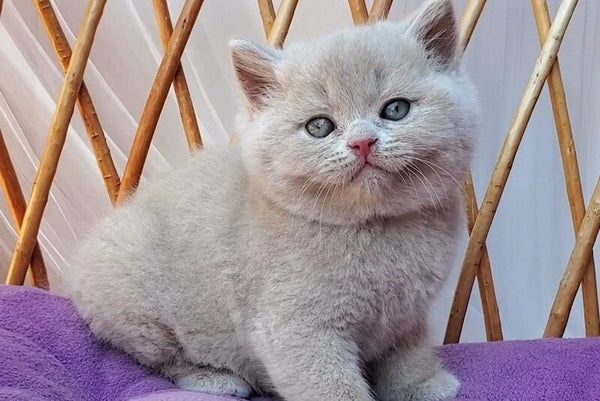 Yasmine British Shorthair female fawn - live animals