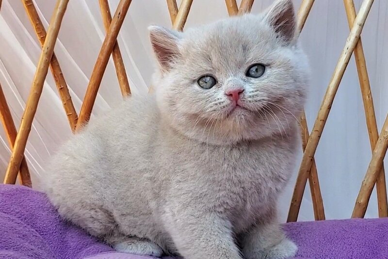 Yasmine British Shorthair female, fawn