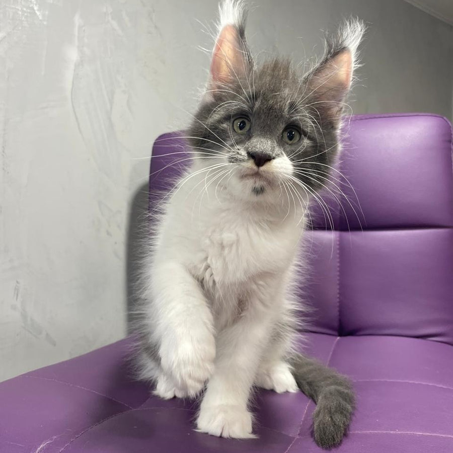 Semyon Maine Coon male, blue bicolour