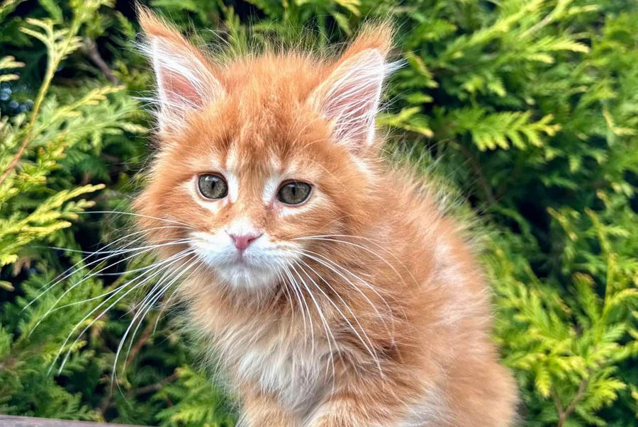 Guido Maine Coon male red spotted tabby - live animals