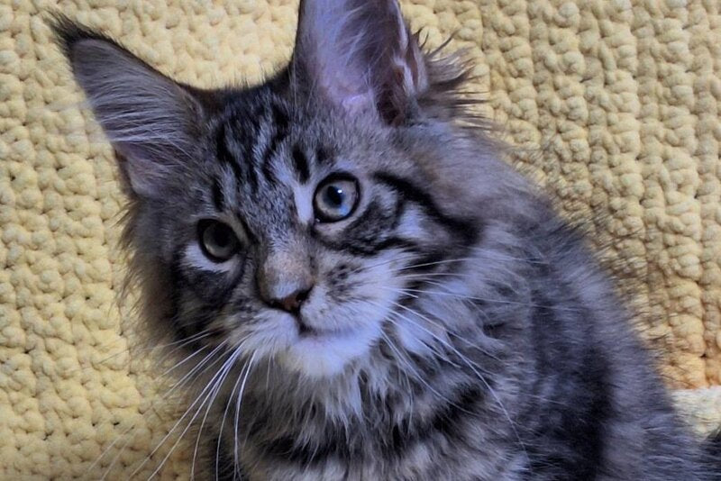 Asja Maine Coon polydactyl female, black tabby with white