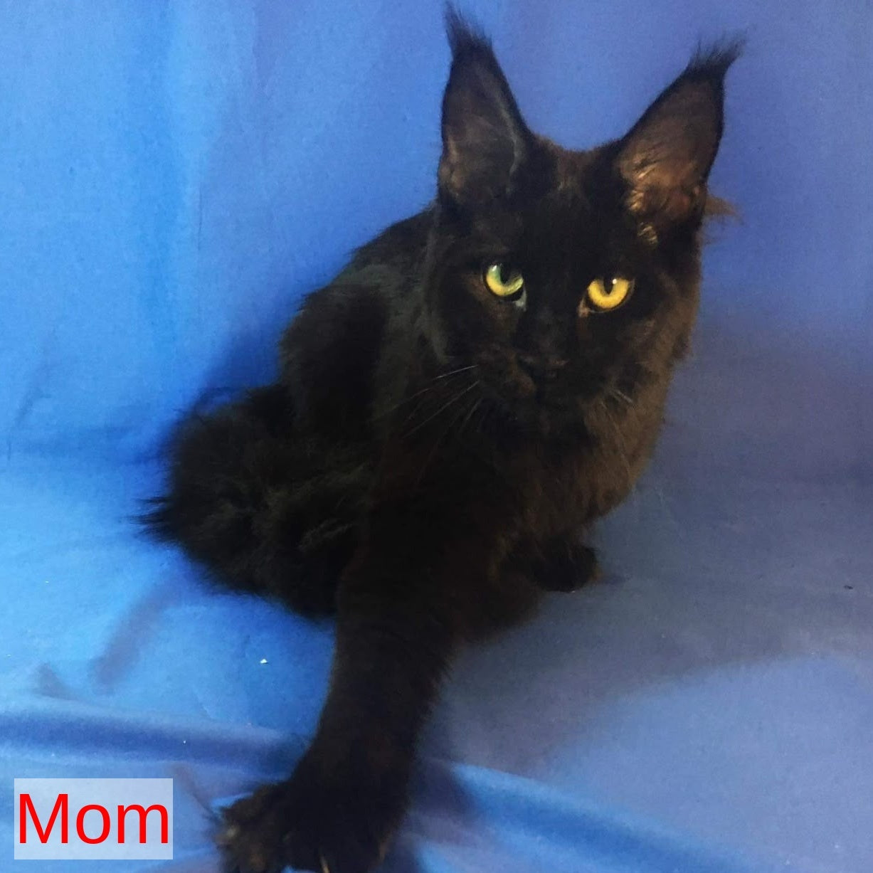 Ash Maine Coon male, black silver