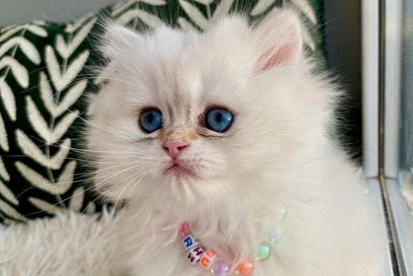 Zefir British Longhair male black golden shaded pointed - live animals