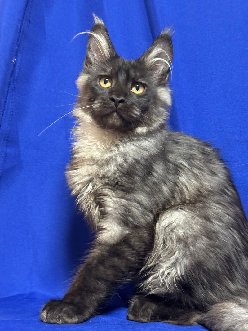Bentley Maine Coon male, black silver