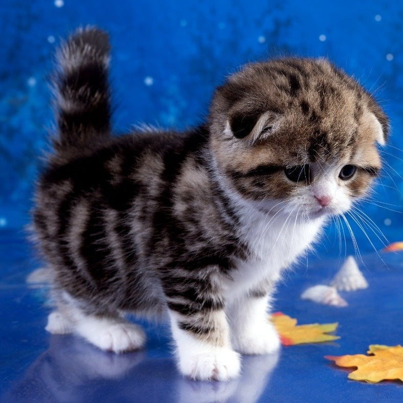 Lenya Scottish Fold male, black tabby bicolour