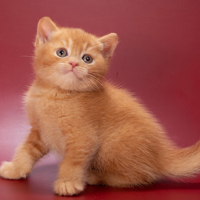 Quoddy British Shorthair male, red