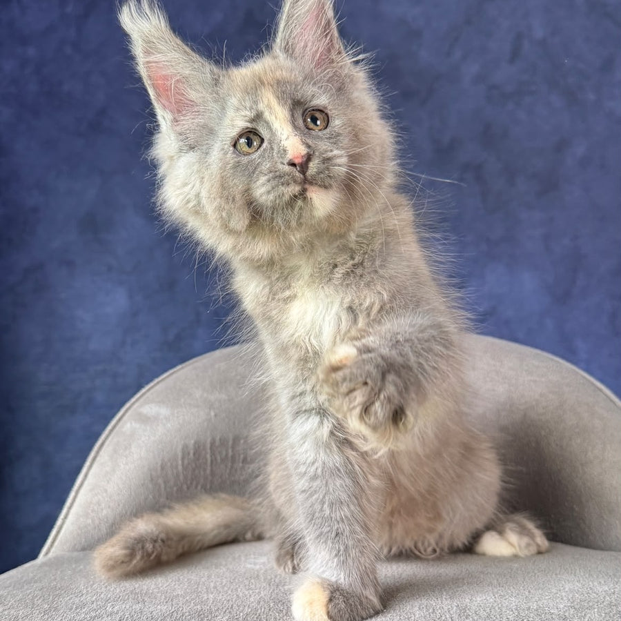 Siri Maine Coon female, blue tortie silver