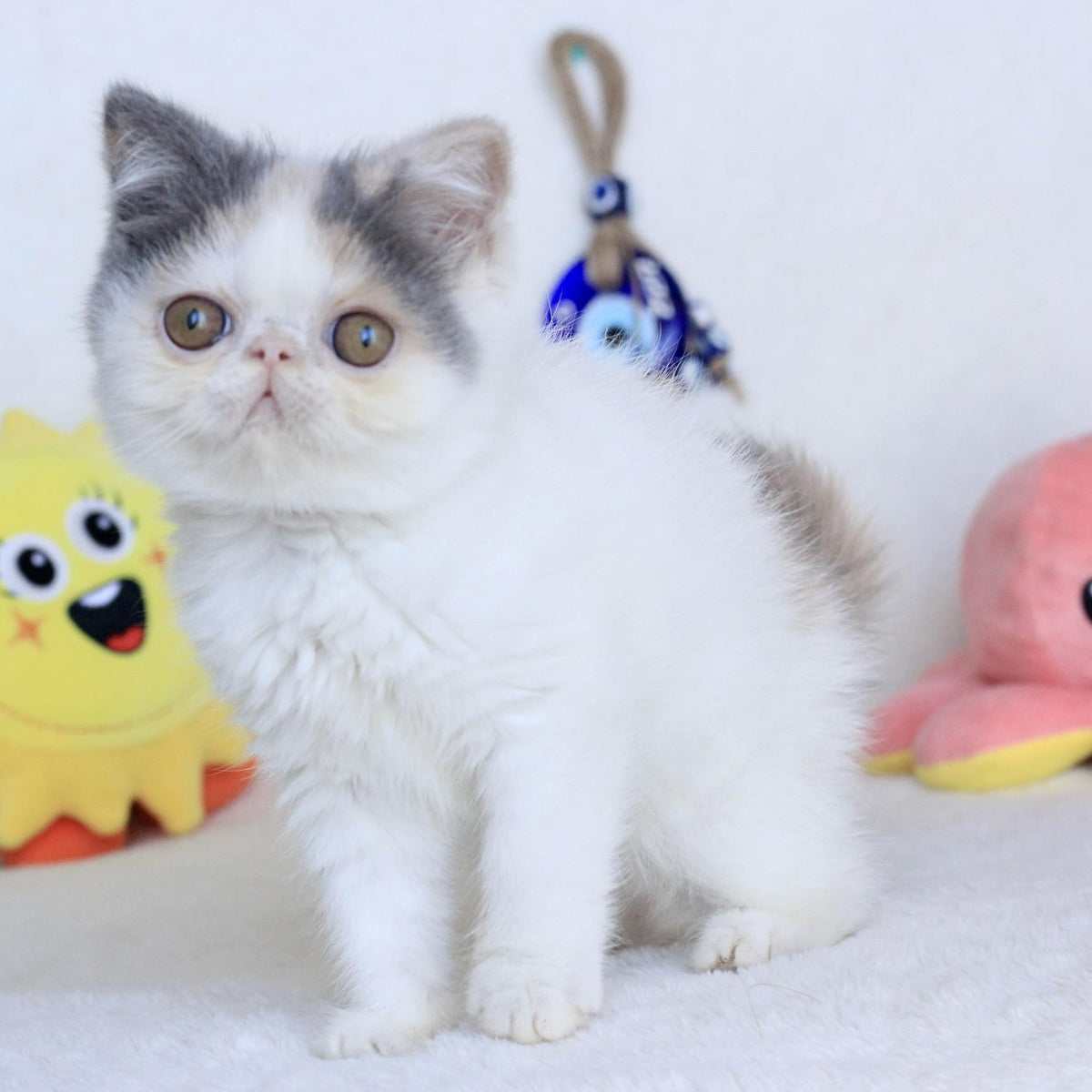 Yasia Persian female, blue tortie bicolour