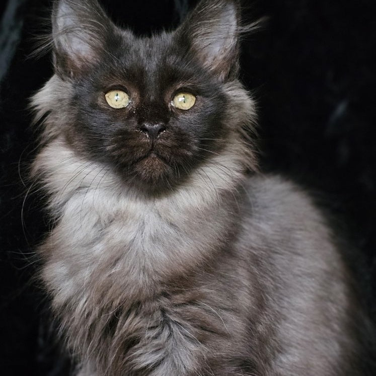 Isabel Maine Coon female, black silver
