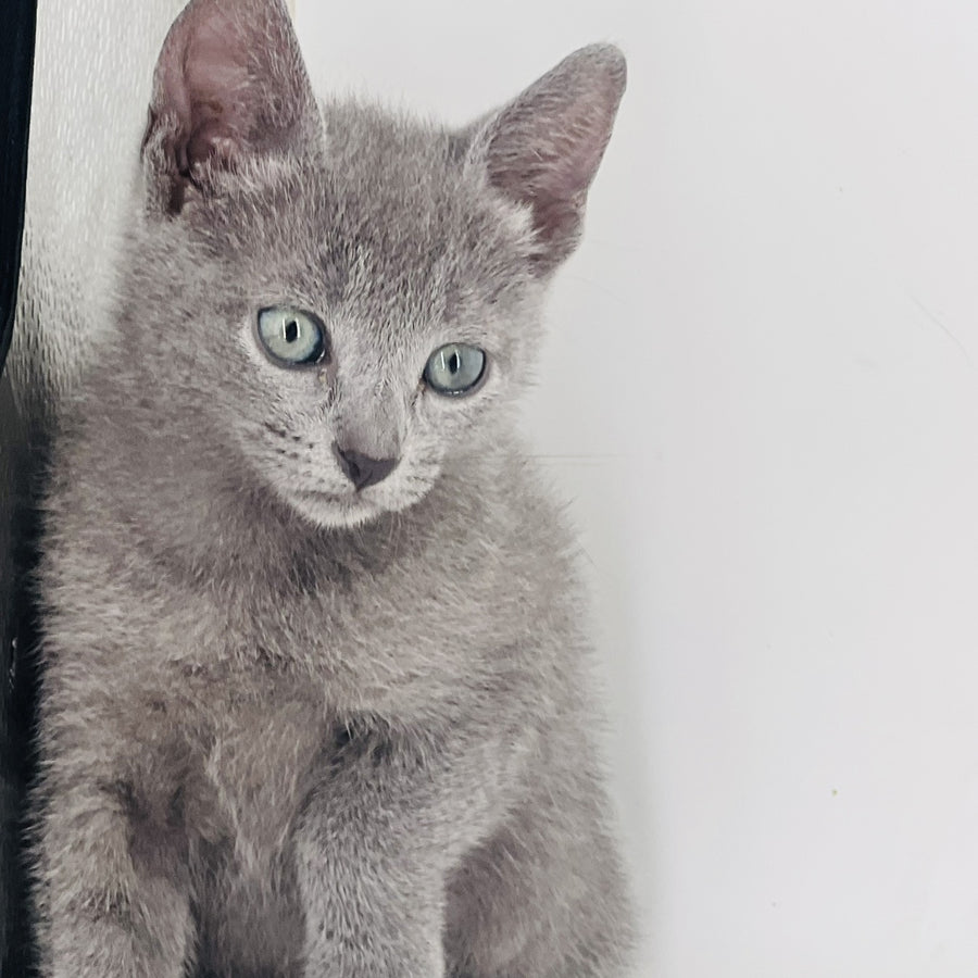 Aster Russian Blue male, blue