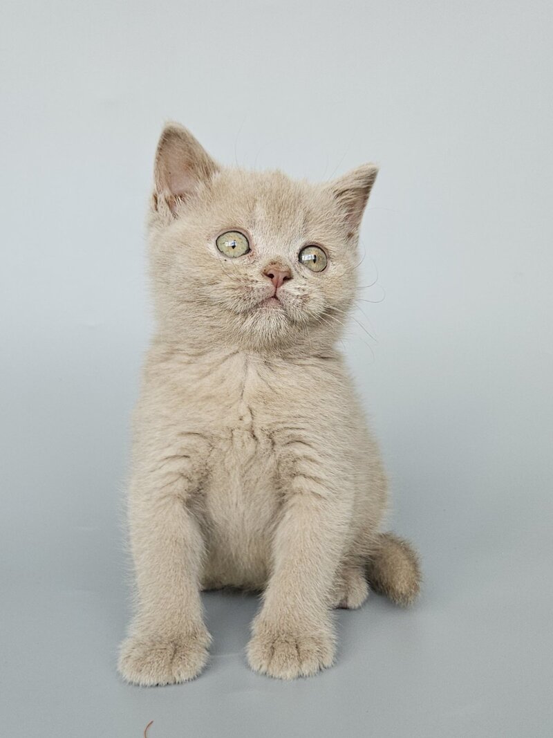 Ami British Shorthair female, fawn